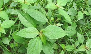 三嗪酮類除草劑：效果如何？全面解析