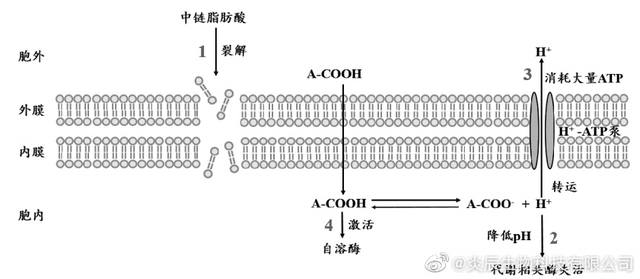 中鏈脂肪酸（雙極能）的代謝特性及其抗菌、抗炎、抗氧化作用